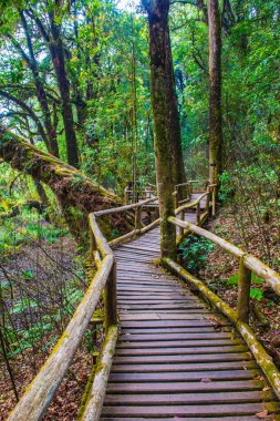Doi Inthanon Ulusal Parkı 'nda Doi Trail, Tayland