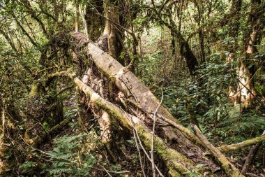 Doi Inthanon Ulusal Parkı, Tayland 'da orman bolluğu