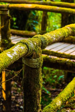 Doi Inthanon Ulusal Parkı 'nda Doi Trail, Tayland