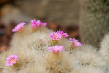 Tayland 'da Mammillaria plumosa çiçeği