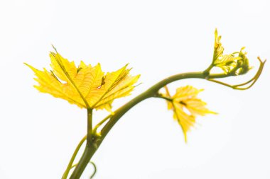 Tayland 'da üzüm yaprakları