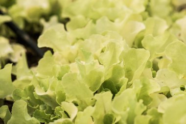 Tayland 'ın Chiang Mai bölgesindeki sebze bahçesi.