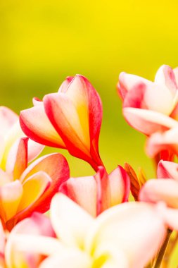 Frangipani çiçeklerini kapat, Tayland