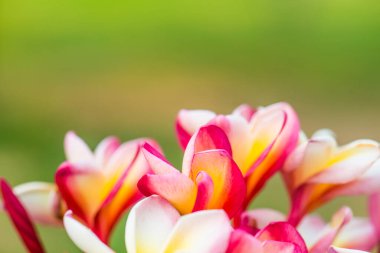 Frangipani çiçeklerini kapat, Tayland