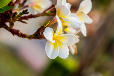 Beyaz Frangipani çiçeklerini kapat, Tayland