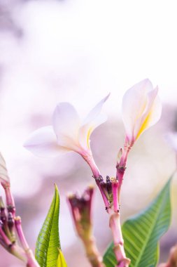 Close up of white Frangipani flowers, Thailand clipart