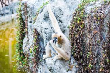 Beyaz Yanaklı Gibbon 'un Portresi, Tayland