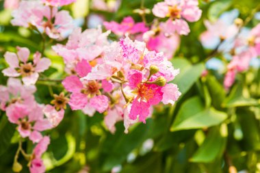 Yeşil yapraklı Lagerstroemia çiçekleri, Tayland