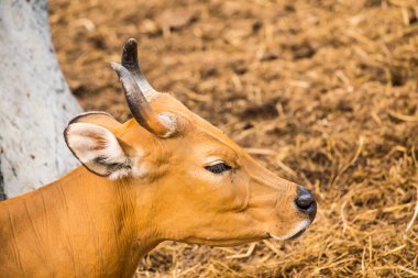 Banteng, Tayland 'ın Baş Fotoğrafı