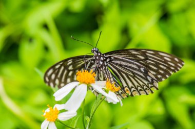 Bahçedeki güzel kelebek, Tayland
