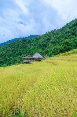 Pa Bong Piang Rice Terraces at Chiang Mai Province, Thailand. clipart