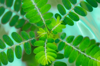 Phyllanthus ormandaki idrar yolu. Doğada yeşil yapraklar. Phyllanthus idraria 'nın genç çekimleri.