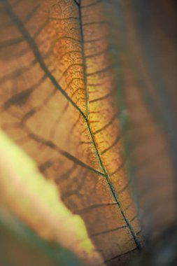 Macro Serisi: Kurumuş meşe yapraklarının damarı. Kahverengi meşe yapraklarını kapatın. Kuru meşe yaprağı dokusu. Meşe yaprağı dokusu. Kuru yaprağın arkaplanı.