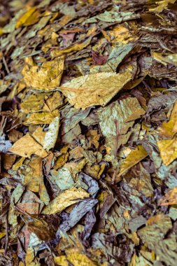 Arka plan serisi: kurumuş tütün yapraklarının geçmişi. Tütün dokuyu terk eder. Kurumuş tütün yığını.