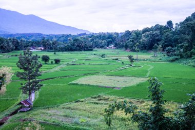 Wat Phuket manzaralı güzel pirinç tarlası, Tayland.