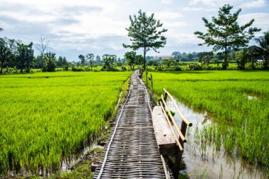 Tayland 'ın Pua bölgesinin güzel pirinç tarlası..