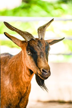 Tayland, Tayland 'da yerli keçi.