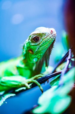 Ağaçta yeşil iguana, Tayland.