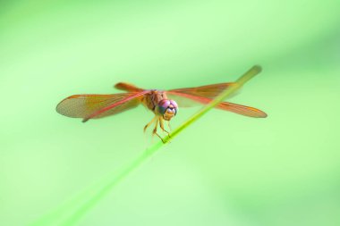 Macro Serisi: Dragonfly doğada bir yaprağın üzerinde oturuyor. Yeşil arka planı olan kahverengi yusufçuk. Yeşil yapraklı yusufçuk..