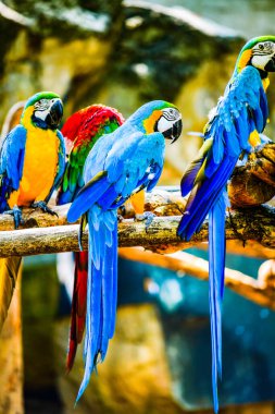 Tayland 'da Macaw kuşu.