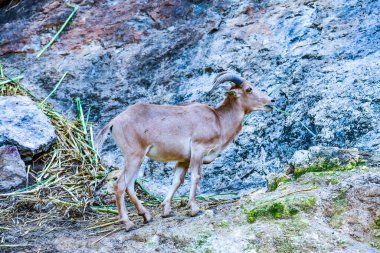 Dağda, Tayland 'da barbar koyunlar.