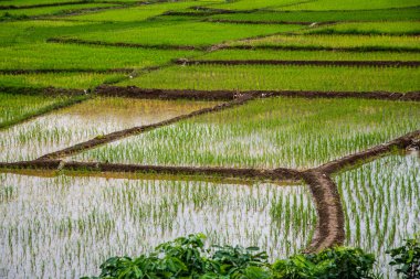 Rice field in Phayao province, Thailand.