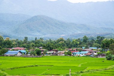 Wat Phuket manzaralı güzel pirinç tarlası, Tayland.