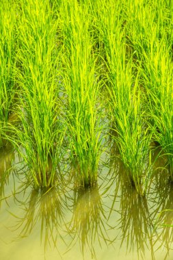 Tarlada Paddy, Tayland.