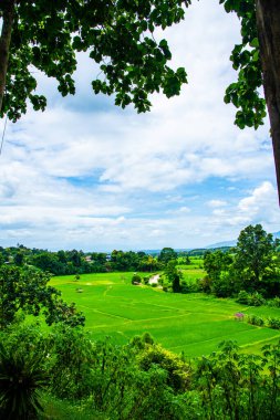 Tayland 'ın Pua bölgesindeki pirinç tarlası.