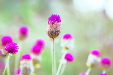 Macro Serisi: Pembe Globe Amaranth çiçeklerini kapatın. Pembe Küre Amaranth Çiçekleri ve Doğal Bulanık Arkaplan. Küresel çiçek tarlası..