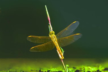 Macro Series : Dragonfly on a leaf in nature. Brown dragonfly on the grass with natural background. Dragonfly on a grass leaf. clipart