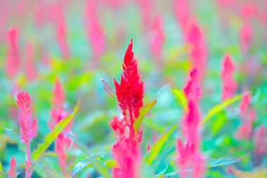 Çiçek serisi: Kırmızı Celosia argentea var 'a yakın çekim. Çiçekler. Gradende fişe takılmış horoz tarağı. Amaranthaceae, Celosia plumosa, kadife çiçek, yünlü çiçek, horoz tarağı veya dekoratif çiçek.