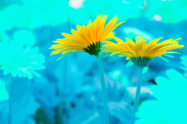 Flower Series : Yellow Gerbera flower in the garden. Close up of Gerbera, Barberton daisy with natural blue background. Ornamental plant in the sunflower family. Transvaal daisy in full bloom. clipart