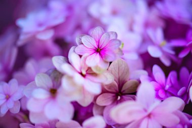 Çiçek Serisi: Ortanca çiçeklerine yakın çekim. Chiang Mai 'deki Pastel çiçeğinin ayrıntıları. Açık renkli ortanca çiçekleri. Hassas doğal çiçek arkaplanı..