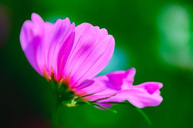 Flower Series : Pink cosmos flower on a dark background. Close-up shot of a purple cosmos. Pink flower with blured background. clipart