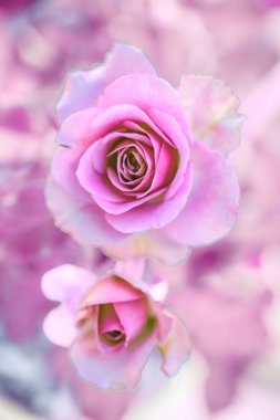 Çiçek serisi: Montmartre güllerinin yakın çekimi. Modern Sevgililer Günü için çiçek. Bahçede açan açık pembe güller. Mor soluk yapraklar ve hafif aroma..