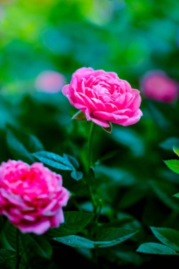 Çiçek serisi: Pembe gül doğal arkaplanlı. Sevgililer Günü için gül. Gölgeli bir bahçede çiçek açan bir gül gibi.