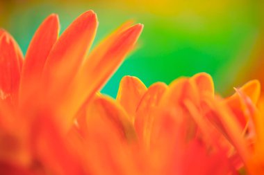 Çiçek serisi: gerbera yapraklarının geçmişi. Bulanık çiçekli turuncu gerberaya yakın plan. Canlı Turuncu Gerbera Daisy 'nin Macro fotoğrafı.