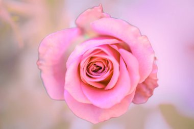 Montmartre Rose 'un Macro Shot' u. Modern Sevgililer Günü için çiçek. Bahçede çiçek açan açık pembe gül. Çay gülü yaprakları ve hafif bir aroma..