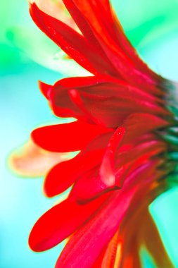 Çiçek serisi: gerbera yapraklarının geçmişi. Kırmızı Gerbera 'nın bulanık çiçek arkaplanındaki yakın çekimi. Vibrant Gerbera Daisy 'nin Macro fotoğrafı. Yağmur damlalı kırmızı bir gerbera.
