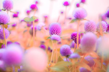 Macro Series : Purple Globe Amaranth Flowers in The Park. Pink Flowers with Natural Blurry Background. The field of colorful flowers. Macro shot of small details in nature. clipart