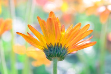 Çiçek serisi: bulanık çiçekli Gerbera çiçekleri. Gerbera tomurcuğundan Macro shot. Açık turuncu bir çiçeğin yan görüntüsü. Taze papatya-gerbera yapraklarına yakın çekim.
