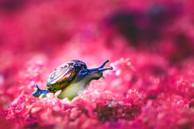 Macro Serisi: Kırmızı bulanık arka planı olan bir salyangoz. Kırmızı bitkinin üzerinde küçük bir sürüngen. Bir salyangozun yakın çekimi. Bahçedeki siyah salyangoz. Küçük sürüngenli kırmızı bitki.