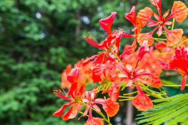 Tavuskuşu çiçekleri ağaçta, Tayland