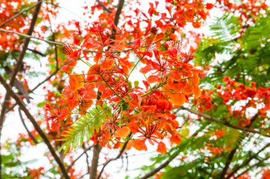 Tavuskuşu çiçekleri ağaçta, Tayland