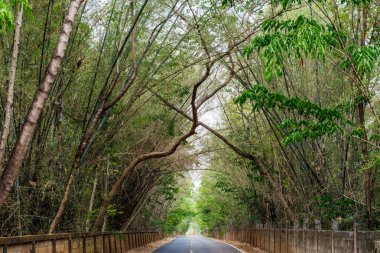 Yolu olan ağaç tüneli, Tayland