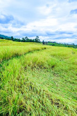 Pa Bong Piang Rice Terraces at Chiang Mai Province, Thailand.