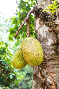 Genç Jackfruit ağaçta, Tayland