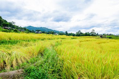 Pa Bong Piang Rice Terraces at Chiang Mai Province, Thailand.