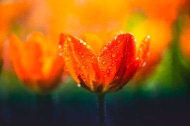 Çiçek serisi: ferahlatıcı bahçede su damlaları olan turuncu laleler. Yapraklarında çiy taneleri olan bir buket canlı çiçek. Lale 'ye yakın çekim. Chiang Mai 'deki çiçek festivali sırasında taze çiçekler..